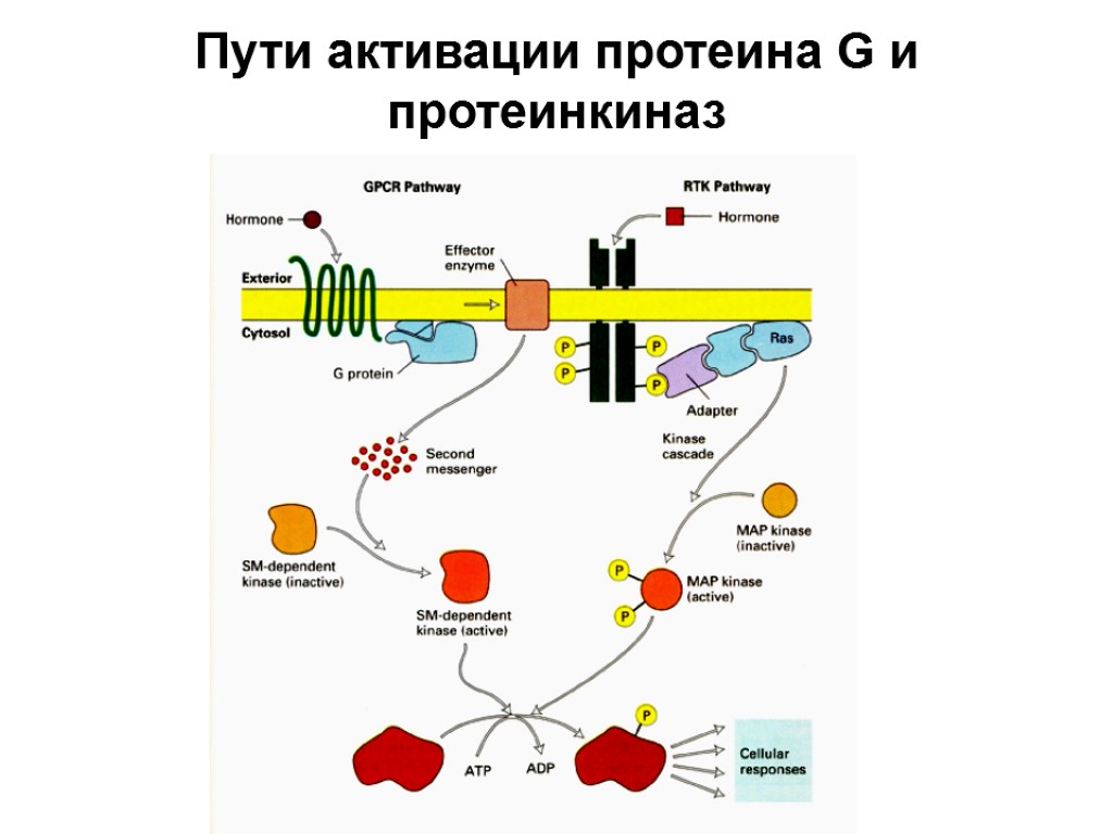Пути активации протеина G и протеинкиназ